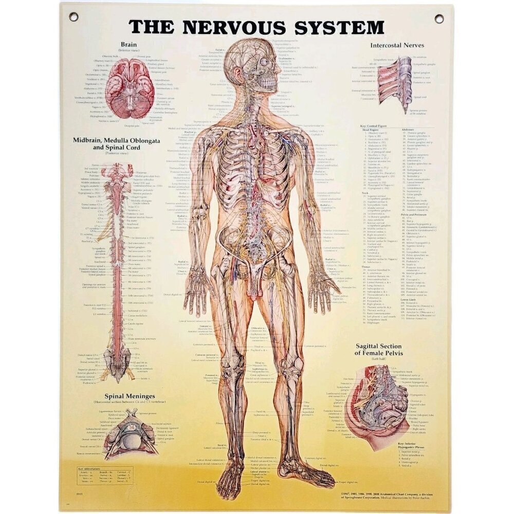 2000 Nervous System Anatomical Chart Laminated Poster Medical Hospital Vtg GstRm